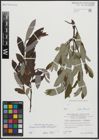 Foto von Salix appendiculata Vill. x Salix eleagnos Scop.